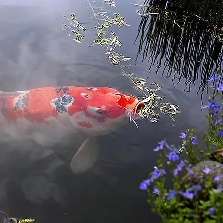 Panzió La Maison Lion 3*