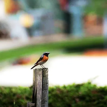 住宿加早餐酒店 La Maison Lion Cesiomaggiore