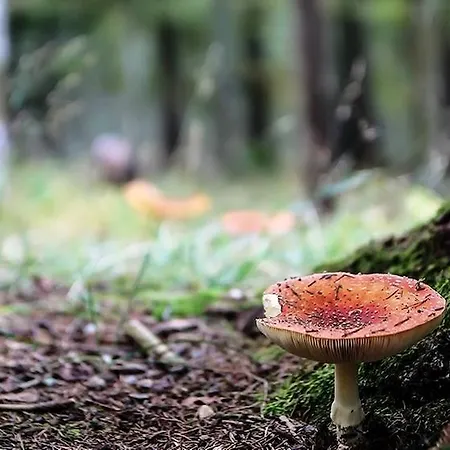 Panzió La Maison Lion Cesiomaggiore