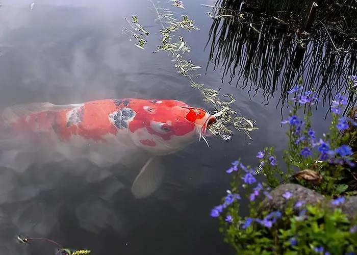 Bed & Breakfast La Maison Lion 3*