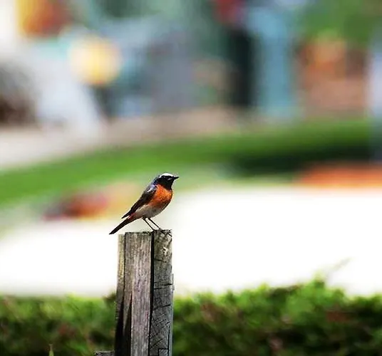 Bed & Breakfast La Maison Lion Cesiomaggiore