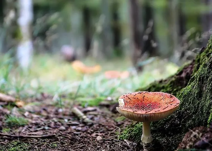 Bed & Breakfast La Maison Lion Cesiomaggiore