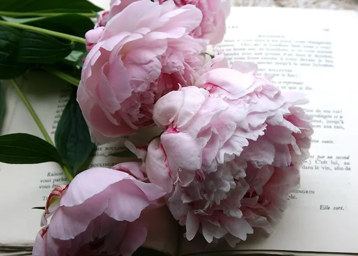 Bed & Breakfast La Maison Lion