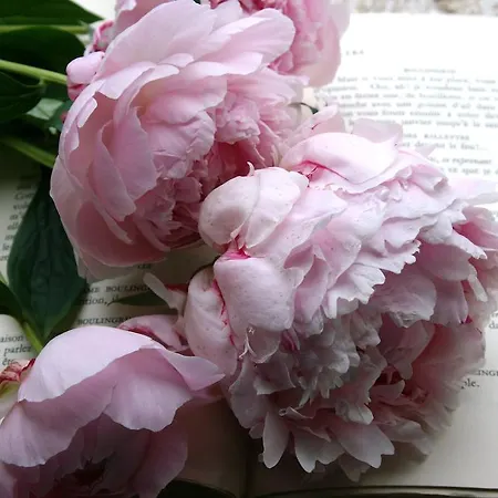 Bed & Breakfast La Maison Lion